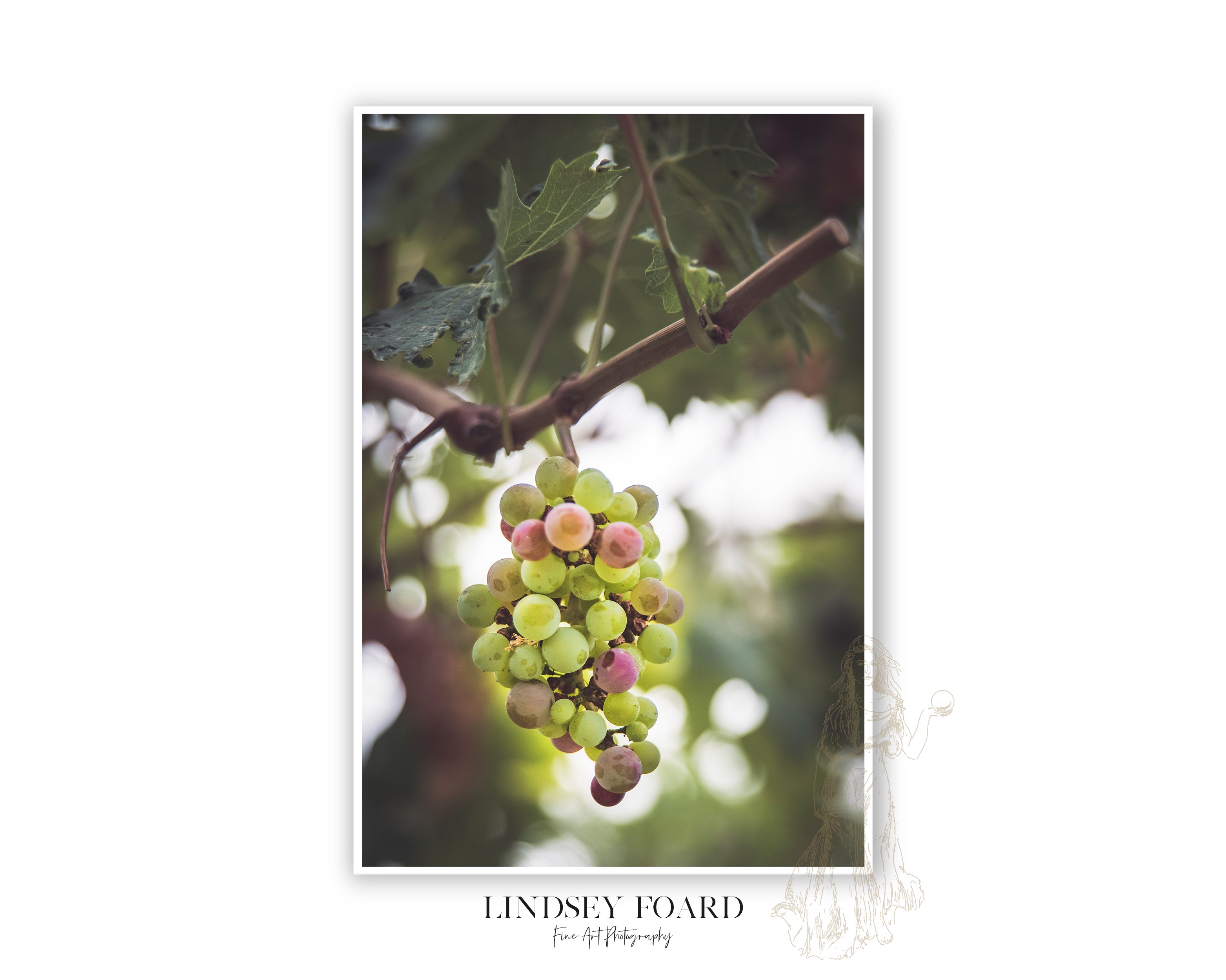 A Study of Grapes Photo, Part II