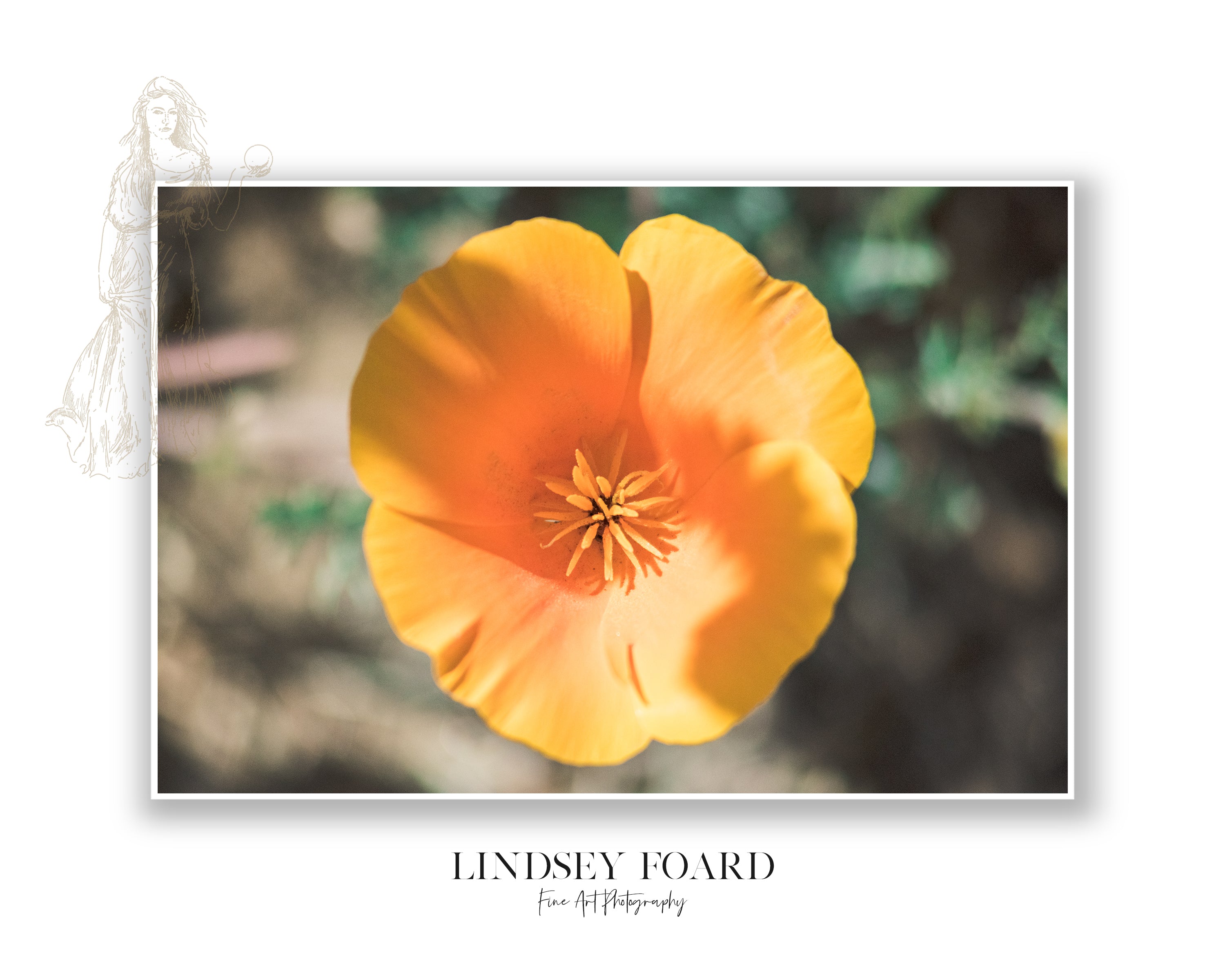 California Poppies Series, Part VI