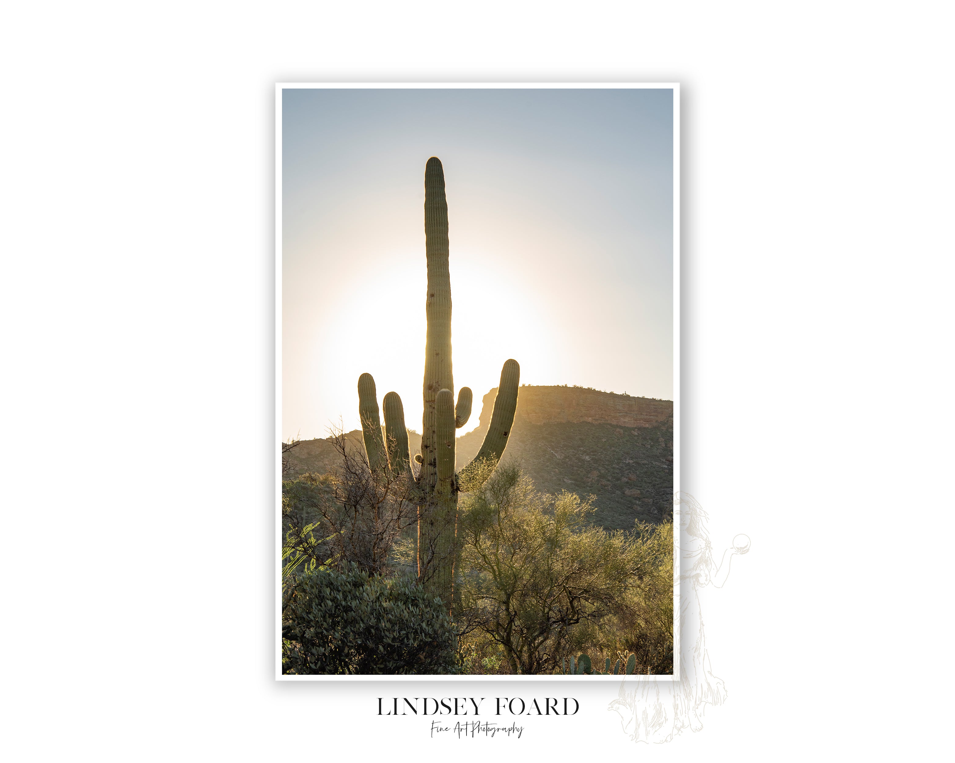 Superstition Saguaro Photo