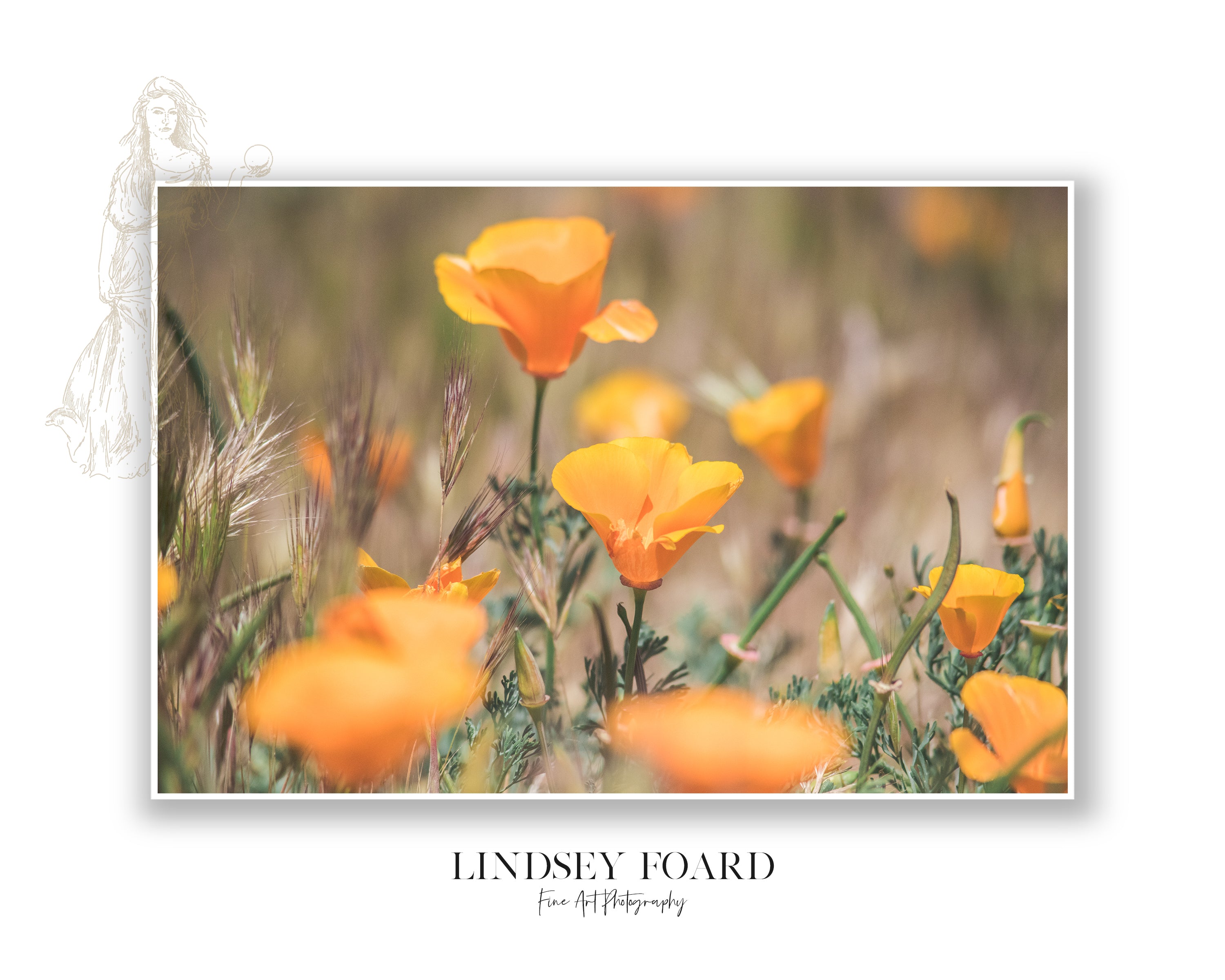 California Poppies Series, Part I