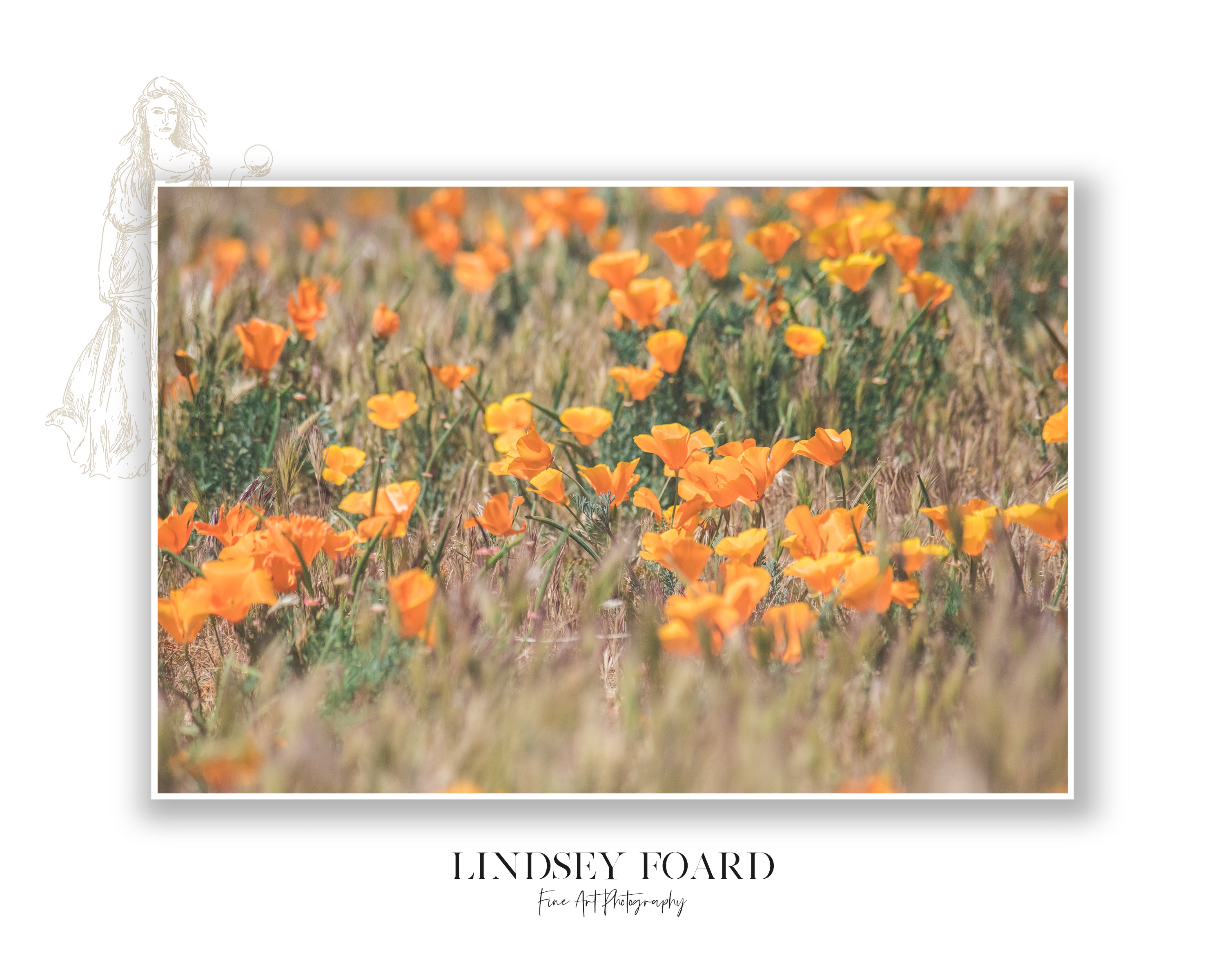California Poppies Series, Part II