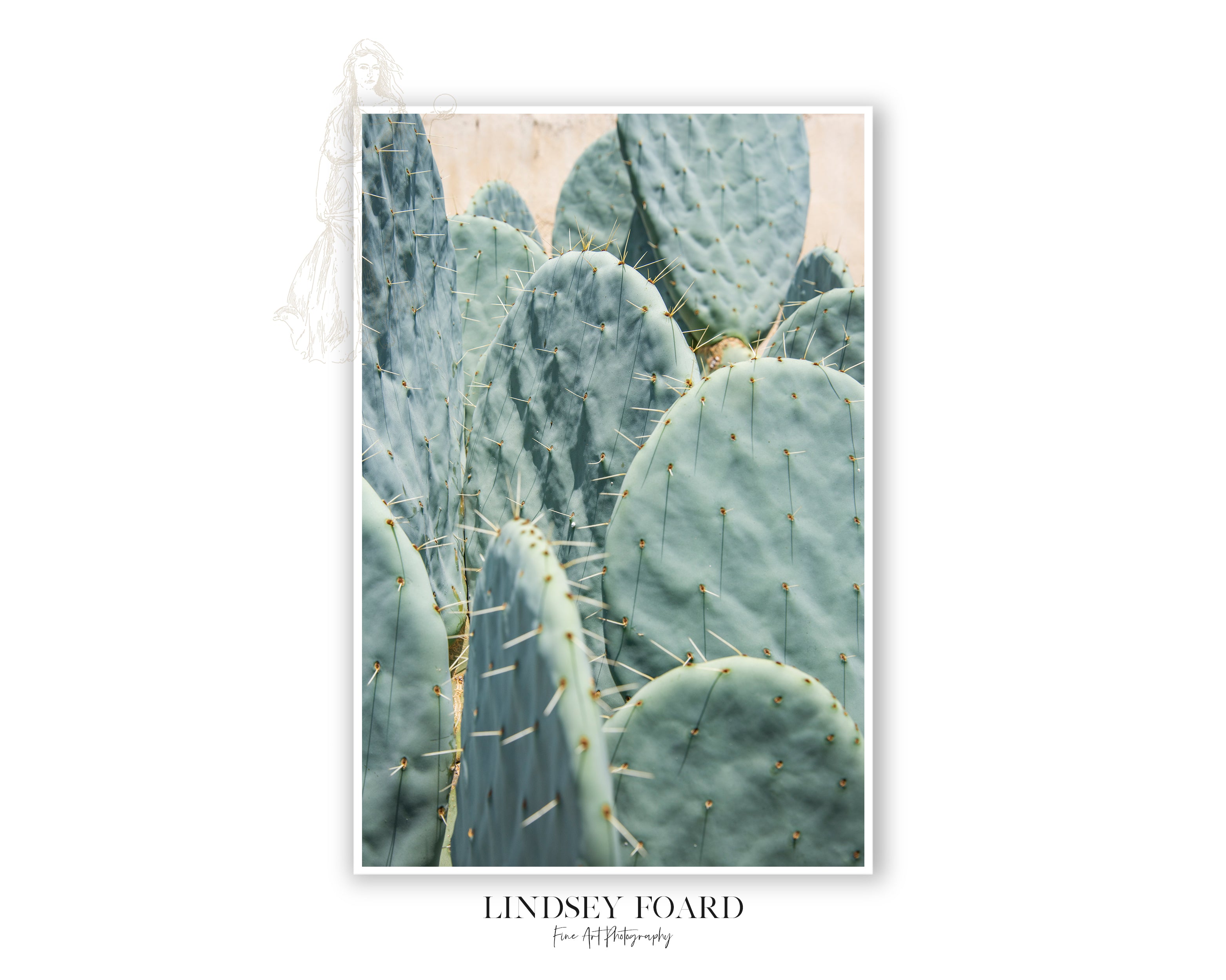 Prickliest Pear Photo