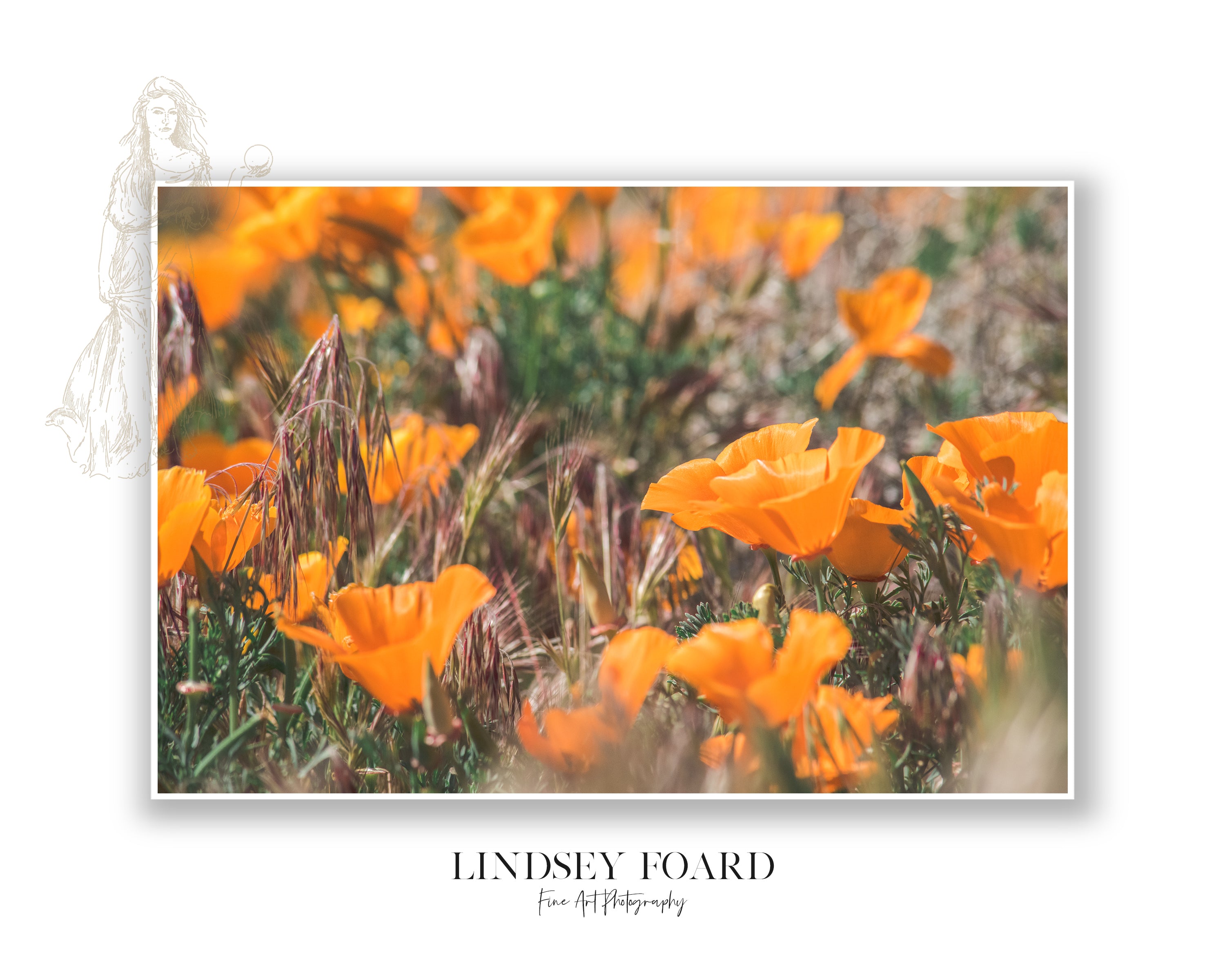 California Poppies Series, Part VIII