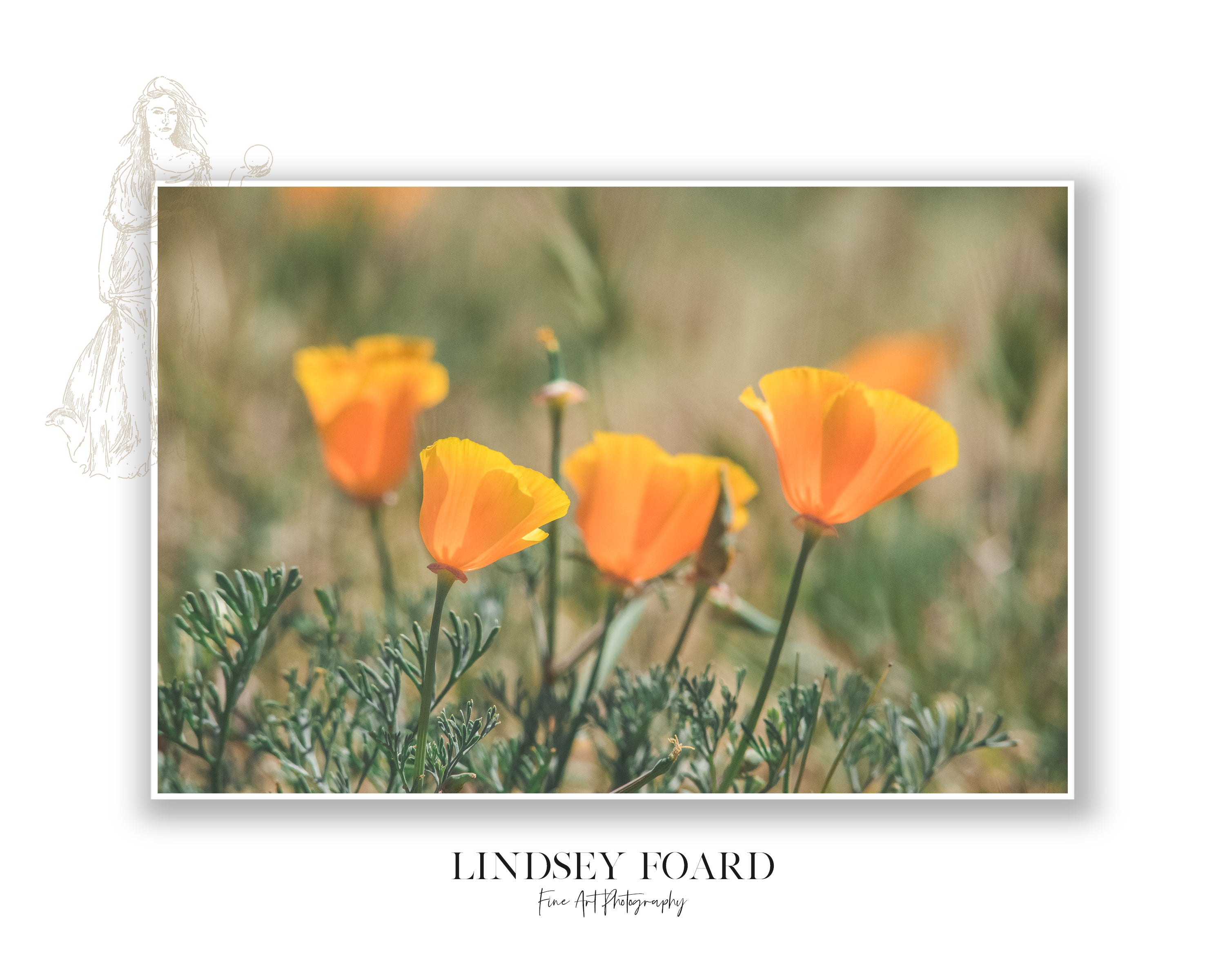 California Poppies Series, Part III