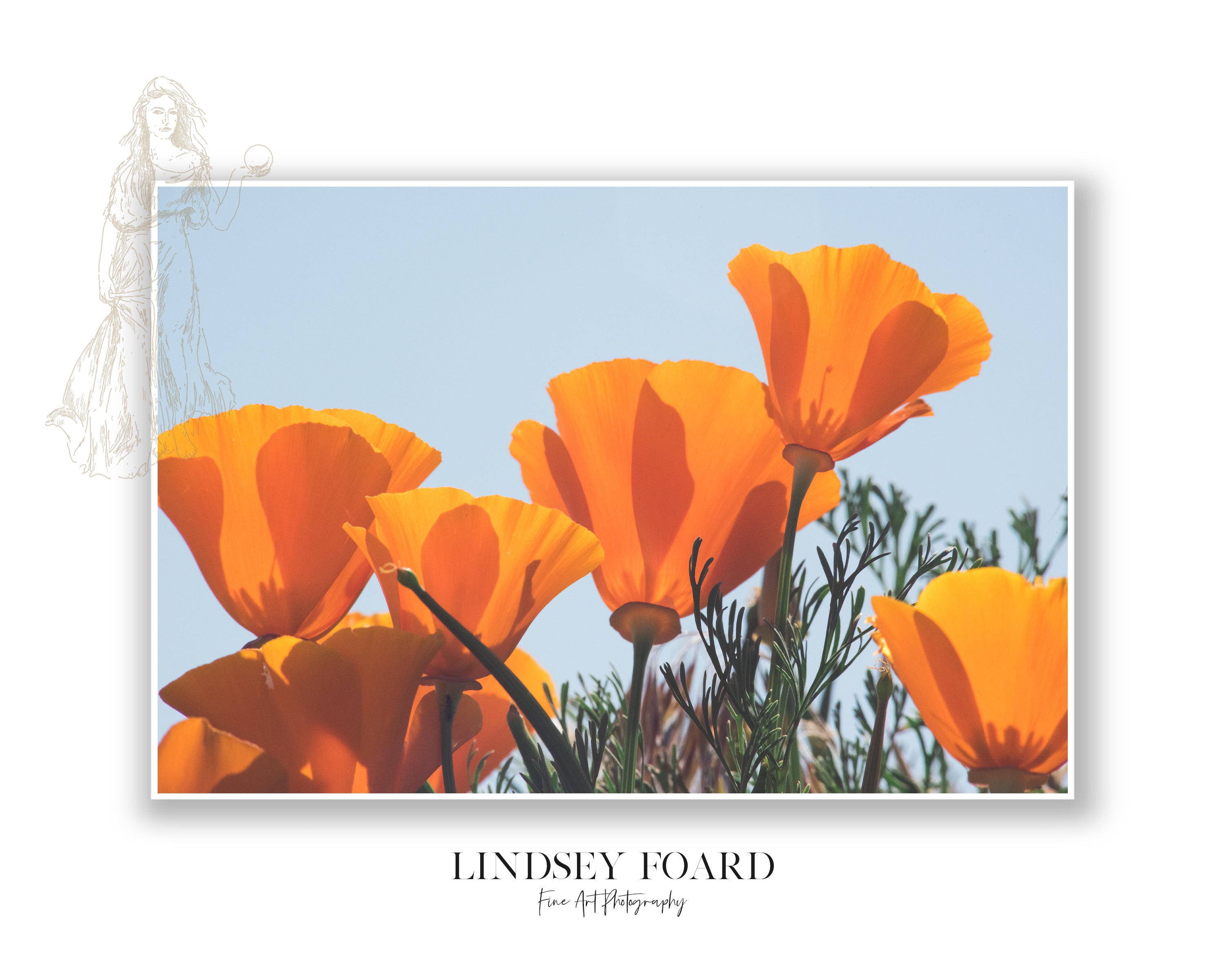 California Poppies Series, Part VII