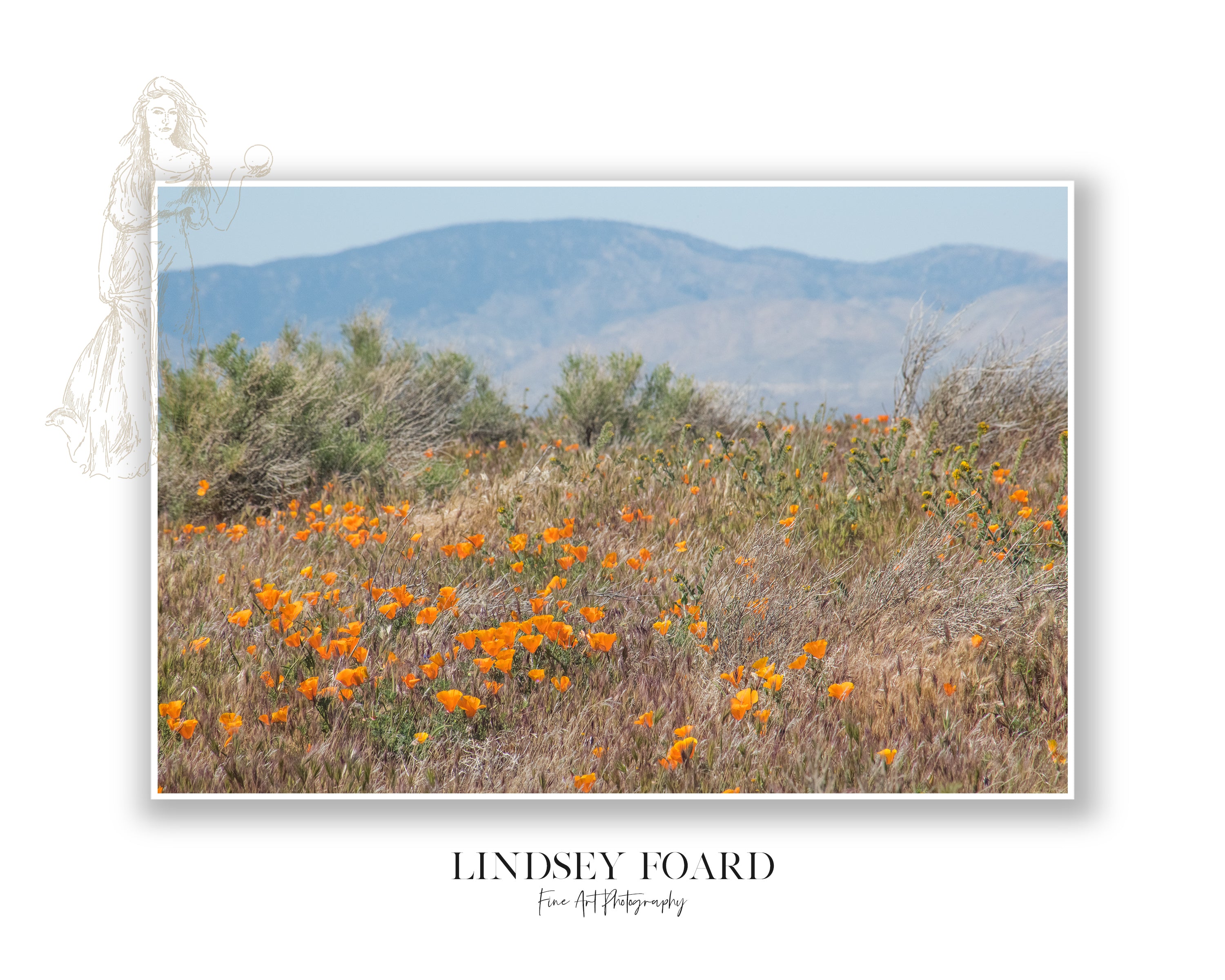 California Poppies Series, Part IV