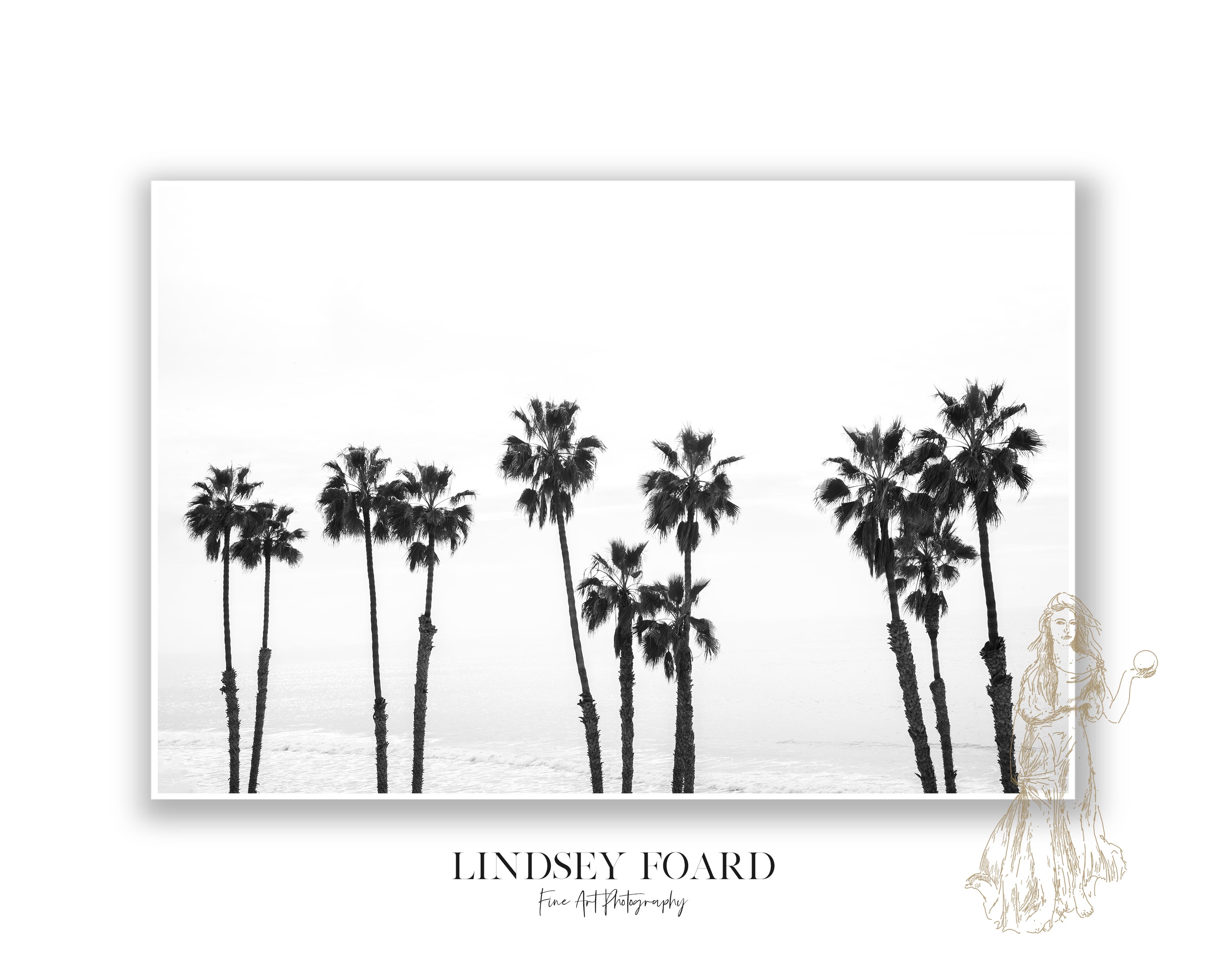 Palm Row Photo