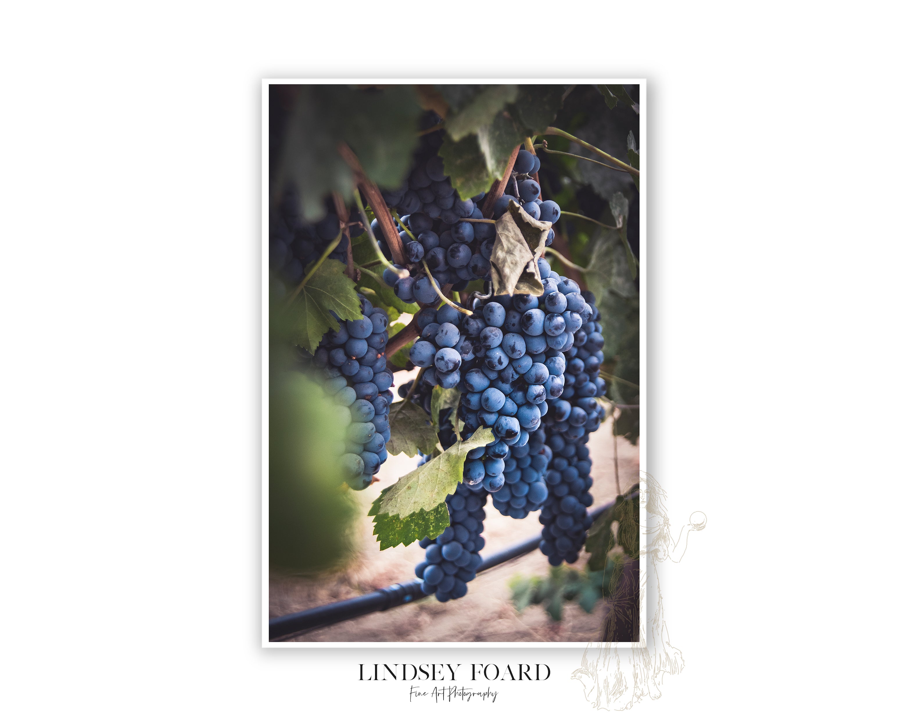 A Study of Grapes Photo, Part I