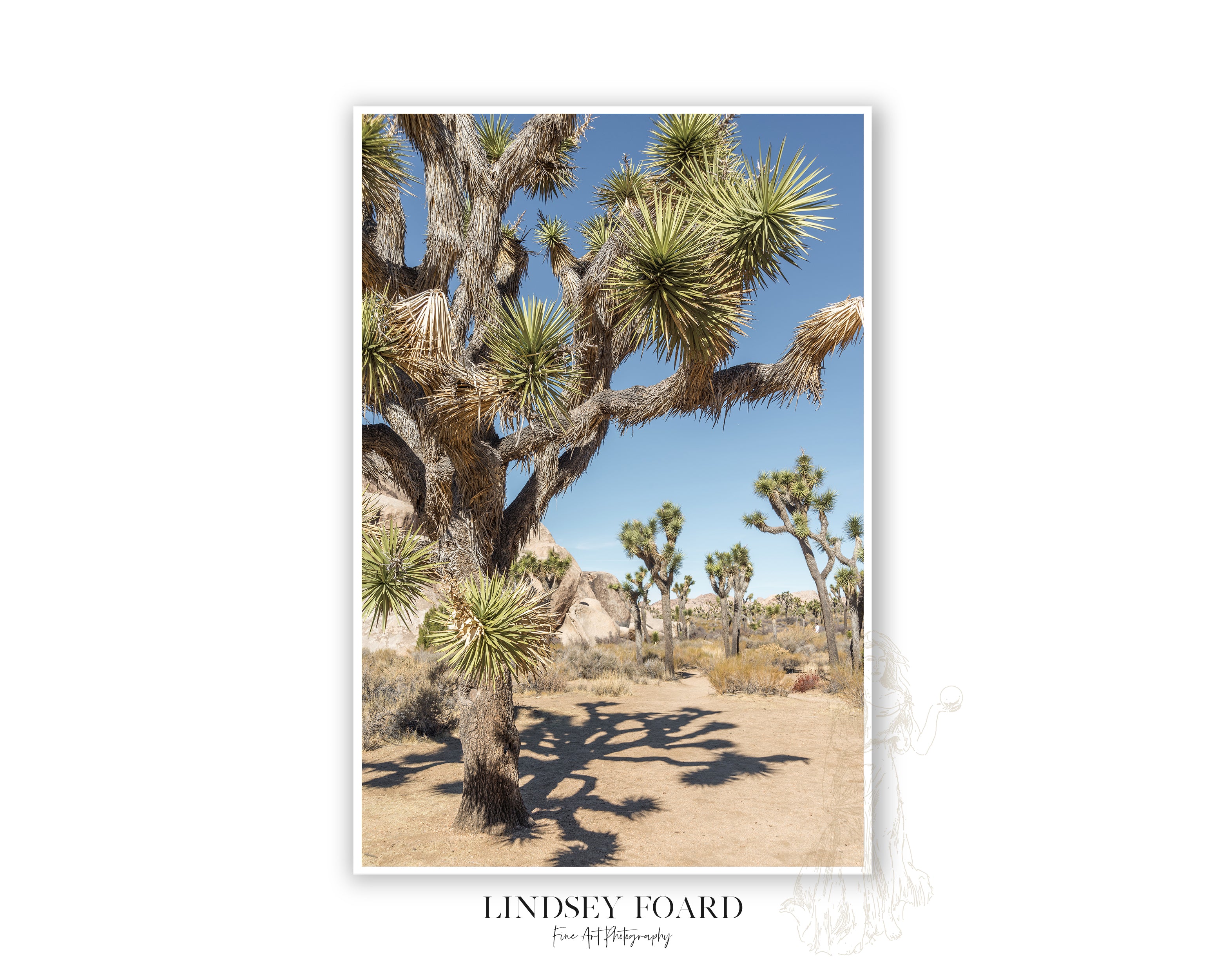 Joshua Trees Photo